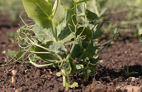 New Vining Pea Trials To Deliver Modern, Resilient Production Guidance