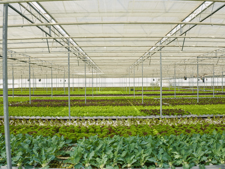 New Global Network To Advance Controlled Environment Agriculture
