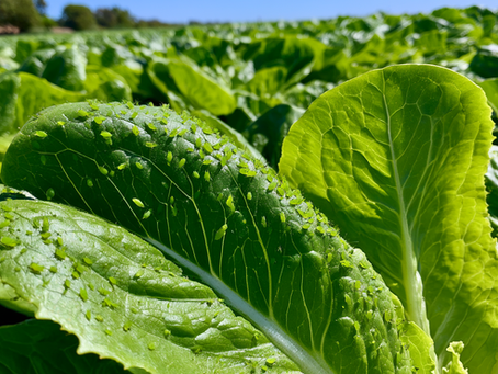 Unprecedented Aphid Outbreak Puts UK Lettuce Supplies Under Pressure