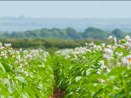 Dyson Farming Accelerates Innovative Potato Projects With Defra Funding
