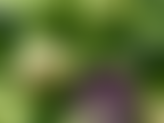 £10m Boost For UK Retail Vegetable Supply As ESG Drysdale Expands