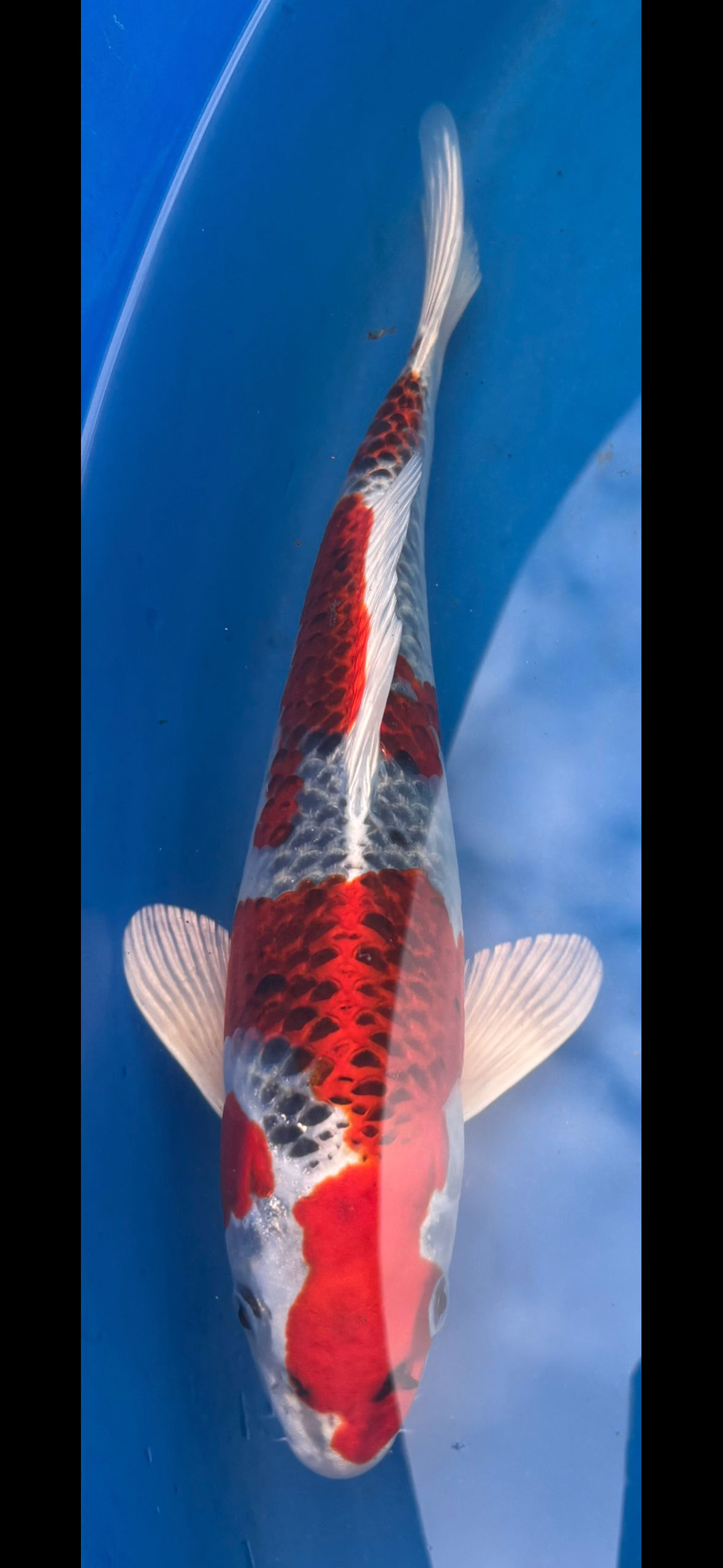  #201 INC Kujaku 36cm Female