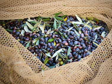 Raccogliere le olive per fare l'olio d'oliva