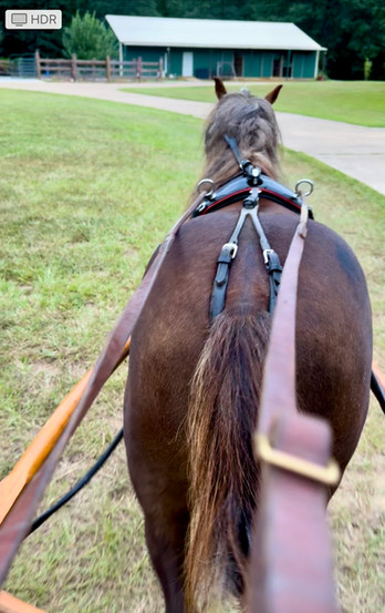 Miniature horse driving