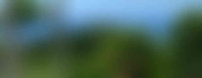 monarch  coffee farm