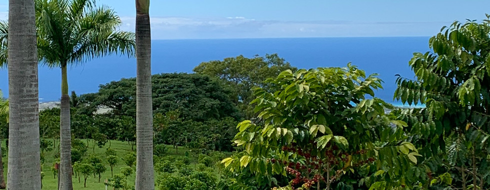 monarch  coffee farm