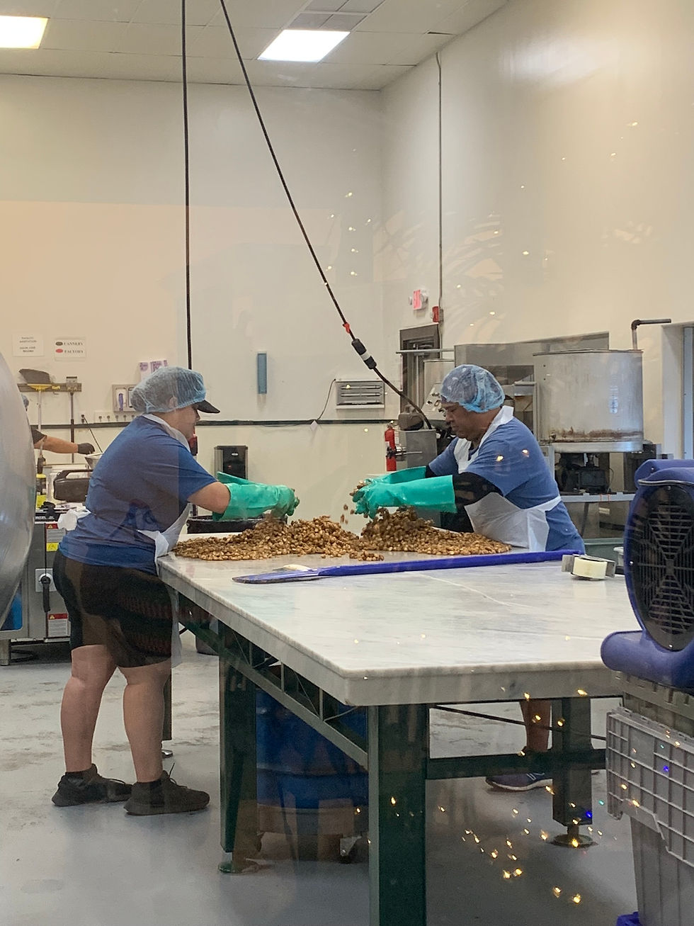 Two workers in blue shirts and hairnets sort nuts on a large table in an industrial kitchen, wearing green gloves. Bright lighting.