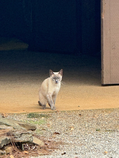 Cat