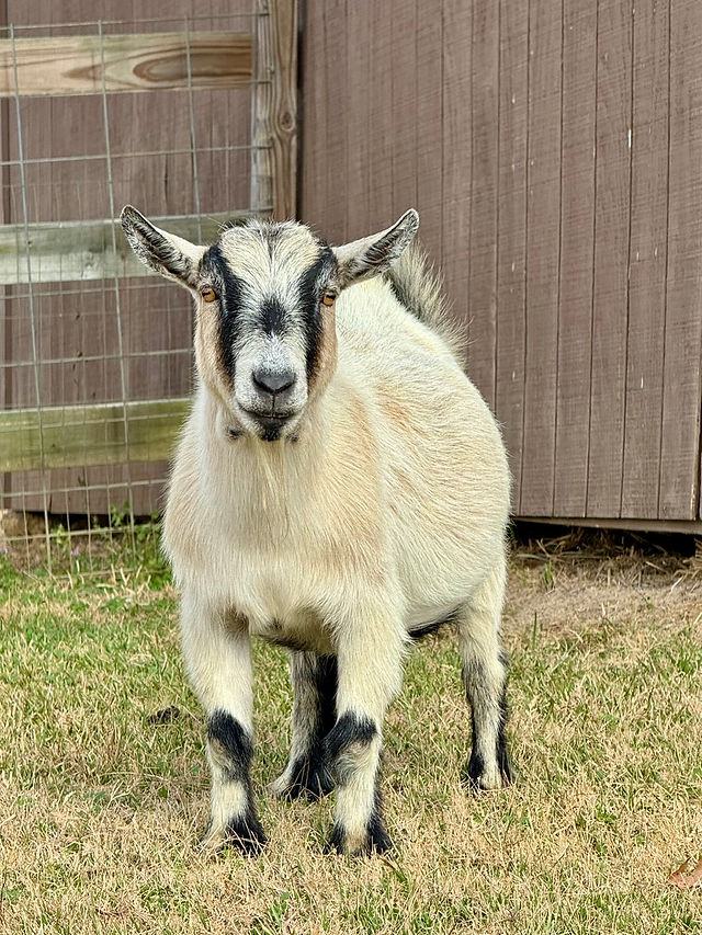 Goat