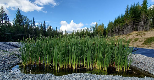 Mount-Polley-Wetland-2020-2.jpg