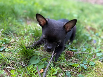 puppy3.jpeg