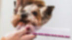 dog-7565648_1280.jpg