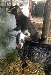 our pygmy goats