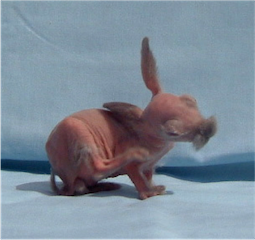 hairless rabbit scratching