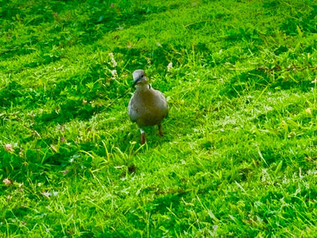 Where Flowers Bloom and Mysteries Unfold