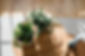 potted plans on wooden round table.jpg