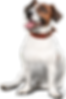 Happy Jack Russell Terrier dog wearing a brown collar