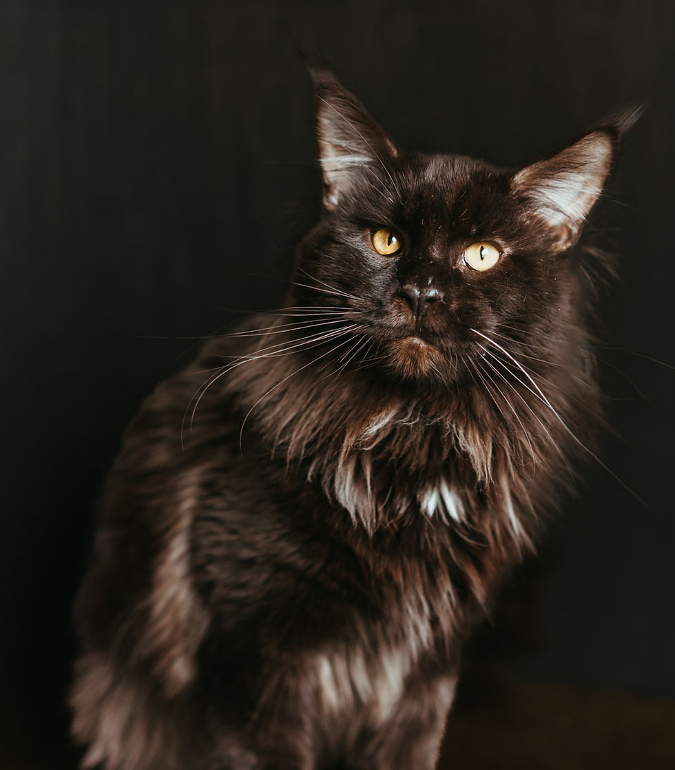 Black Main Coon with white star on chest sitting in front of a black background 