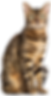 Bengal cat sitting