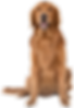 Happy golden retriever dog