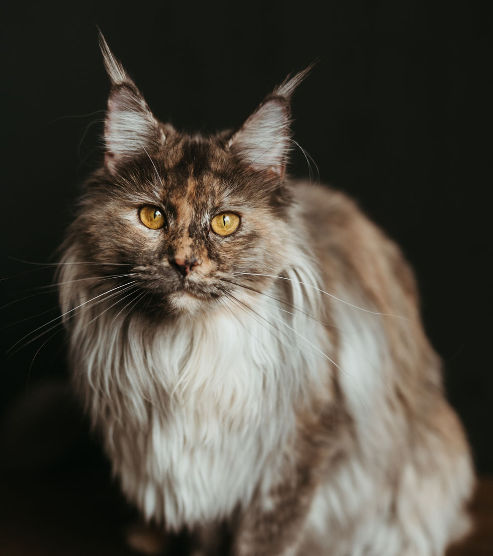 Multicolored Main Coon cat standing and facing the camera with a black background