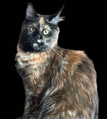 Multicolored Main Coon cat sitting on a black background