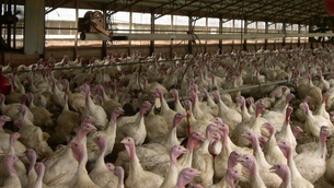 P-Health department offers tips for residents of Milton, Oakville, Burlington to avoid avian flu