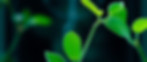 A sprout symbolizing growth achievable through HMBC consulting firm for business development marketing and commercialization