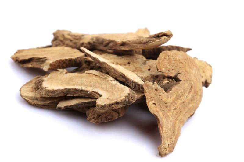 Rhubarb Root