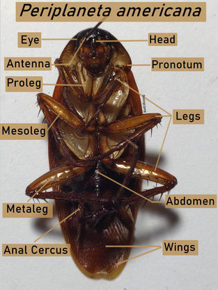Beyond Disgust: The Surprising Beauty and Complexity of Periplaneta americana (American Cockroach)