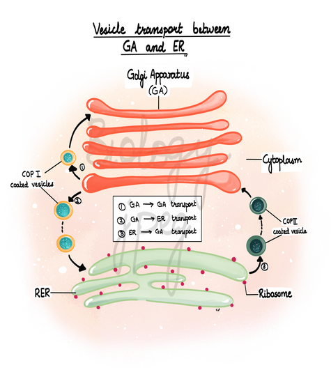 Cell Biology | Biology Images and Diagrams | Biology.Jpeg