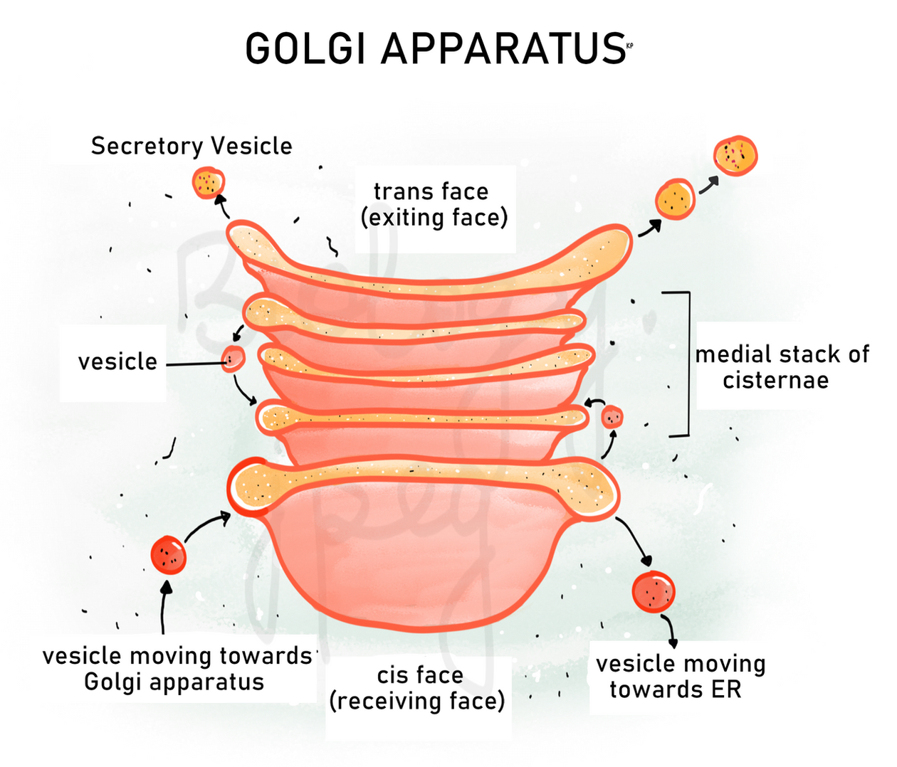 In cell biology, Golgi Apparatus/ Golgi Body is an organelle bound by single membrane, present in eukaryotic cells. The structure of Golgi Apparatus includes a complex of vesicles as seen in the diagram. Golgi apparatus function is sorting, transportation, modification and packaging of proteins and synthesis and modification of lipids and polysaccharides.
