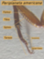 Periplaneta's thorax bears the attachments for three pairs of legs and two pairs of wings in mature adults. Each of the three pairs of legs is named after the region of the thorax to which it attaches.
