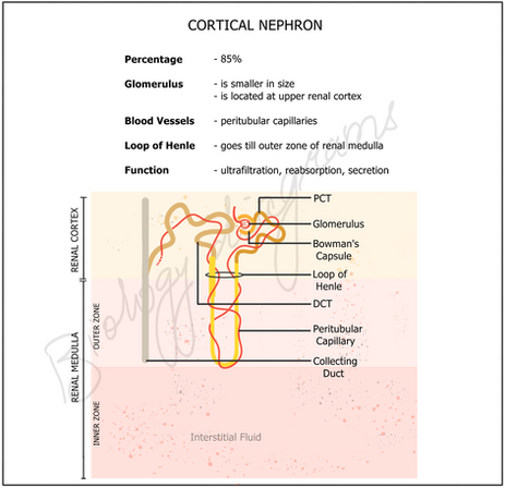 This captivating scientific illustration showcases functional unit of kidneys known as cortical nephrons found in the kidneys' outer cortex. Through biology diagrams and cell images, we delve into the vital role of cortical nephrons in maintaining fluid balance, electrolyte regulation, and blood pressure control. Witness the intricate filtration process in the glomerulus and the active reabsorption of essential substances along the renal tubules. Discover how specialized cells in the distal convoluted tubules contribute to blood pressure regulation. This illustration offers a fascinating glimpse into the world of cortical nephrons within the animalia kingdom.
