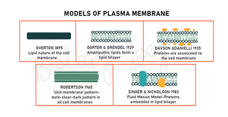 Different models were given to justify the nature of plasma membrane- 
Overton- single lipid layer
Gorter and Grendel - two layers of phospholipid
Davson and Danielli- Protein associated with lipid bilayer
Robertson Model- Rail road track view/ unit membrane 
Singer and Nicholson- Fluid Mosaic model
