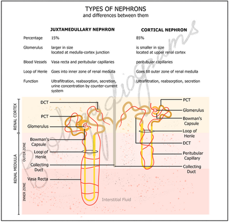 Comparison between Nephrons: Cortical Nephron vs Juxtamedullary Nephron- features and functions