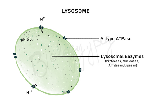 Lysosomes are nicknamed as 'suicide sacs, as they contain hydrolytic enzymes. the structure of lysosomes include single membrane enclosing various hydrolytic enzymes whose functions are- to break down damaged cell organelles, help in digesting material ingested via phagocytosis and to digest the cell during apoptosis.