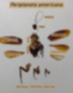 Periplaneta, the American cockroach is divided into three sections- HEAD, THORAX, ABDOMEN. The body is flattened dorso-ventrally and broadly oval in case of female cockroaches. The body sections bear different appendages such as antennae, mouth parts, wings, legs, anal cerci and anal style (in case of male Periplaneta).