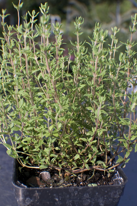 Thyme