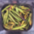 Frutos