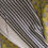 Thumbnail: Cotton Mul Saree