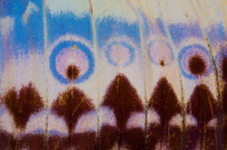 NHM_Butterfly_MG_4287