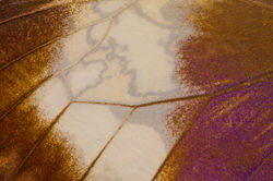 NHM_Butterfly_MG_4306