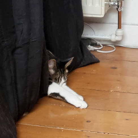 A cat sleeping in a vocal booth doorway.