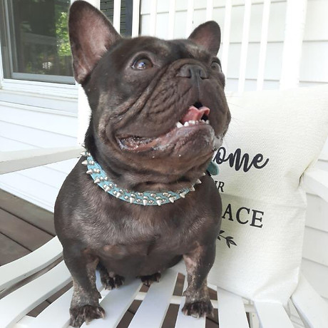 Chocolate Trindle French Bulldog