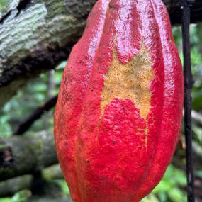 Marketingbild Pierre Leotard