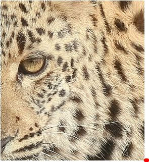 Thumbnail: Dusty leopard