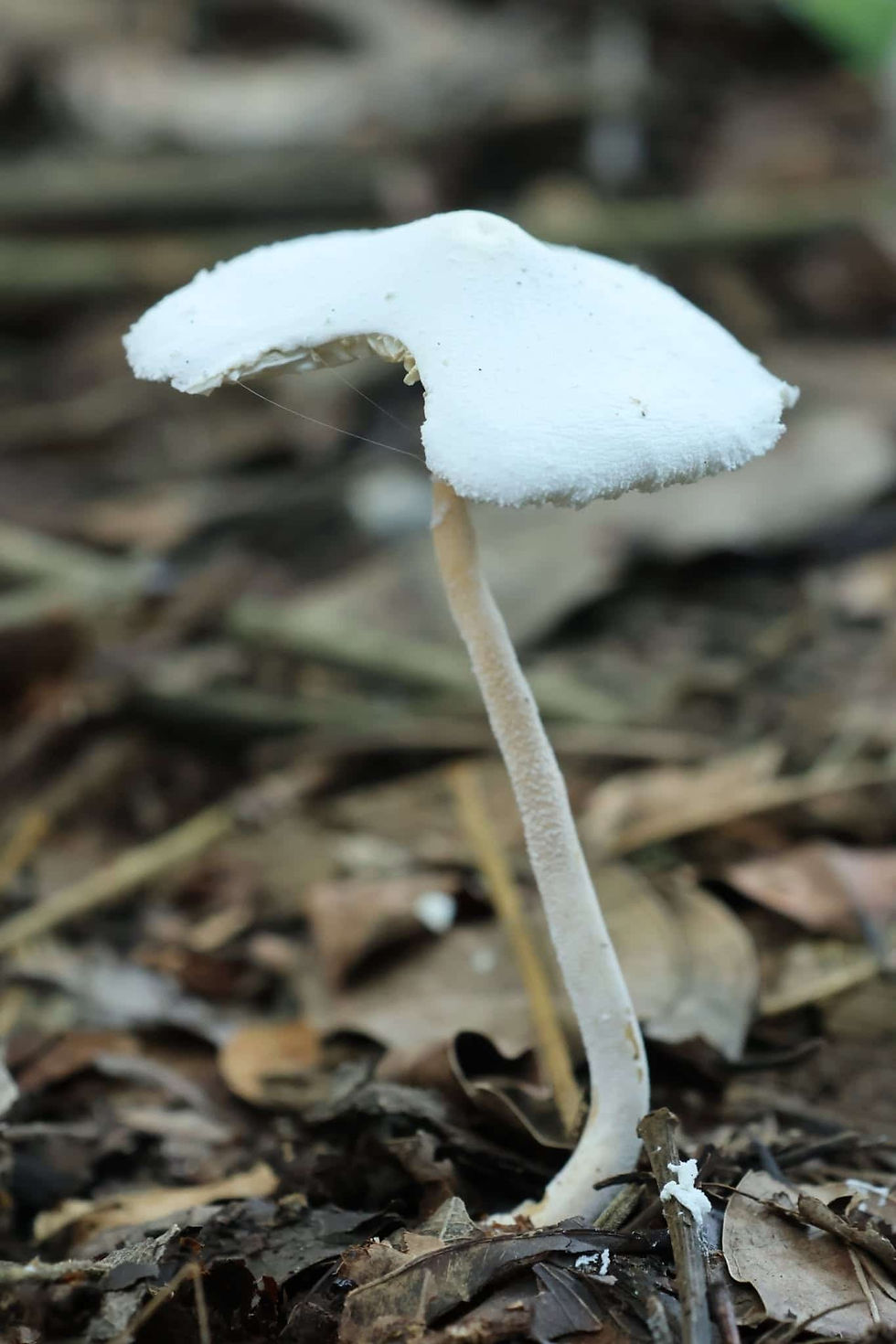 白堊白鬼傘