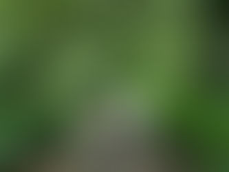 搶救橋頭糖廠百頃森林