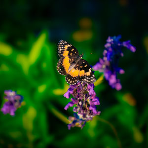 Nature and Serenity